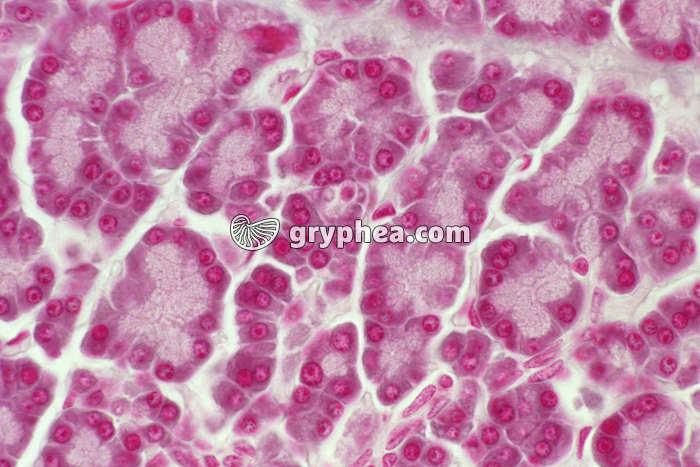 Pancréas exocrine x100 - gryphea.org